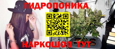 шишки Будённовск